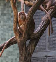 Javanischer Kappenlangur (Trachypithecus auratus auratus) am 25.2.2010 im Zoologischen Garten Berlin.
 
