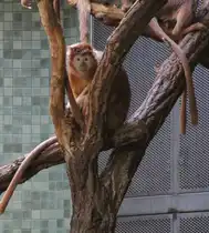 Javanischer Kappenlangur (Trachypithecus auratus auratus) am 25.2.2010 im Zoologischen Garten Berlin.
 
