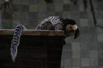 Weigesicht-Seidenaffe oder Geoffroy-Pinselaffe (Callithrix geoffroyi) am 25.2.2010 im Zoo Berlin.