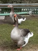 2 G�nse in Zielebach/SO am 14.03.2010