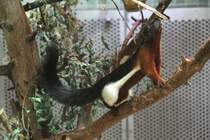 Streckbungen beim Prevost-Schnhrnchen (Callosciurus prevostii) am 25.2.2009 im Zoo Berlin.