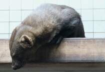 Tayra oder auch Hyrare(Eira barbara) am 25.2.2010 im Zoo Berlin.
