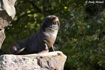 S�dafrikanischer Seeb�r.