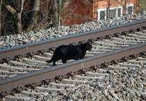 Bse Katze!
berquert unerlaubt die Gleise der Phyrnbahn.(18.03.2010)