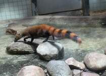 stlicher Ringelschwanzmungo (Galidia elegans elegans) am 25.2.2010 im Zoo Berlin.
	