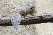 Neugieriger Schmalstreifenmungo (Mungotictis decemlineata) am 25.2.2010 Zoo Berlin. 