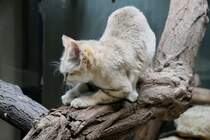 Arabische Sandkatze (Felis margarita harrisoni) beim Krallen wetzen. Zoo Berlin am 25.2.2010.