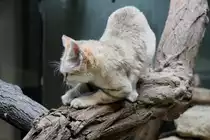 Arabische Sandkatze (Felis margarita harrisoni) beim Krallen wetzen. Zoo Berlin am 25.2.2010.