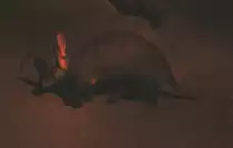 Erdferkel (Orycteropus afer) am 25.2.2010 im Zoo Berlin.