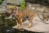 Sibirischer Tiger oder auch Amurtiger beim  St�ckchen holen 