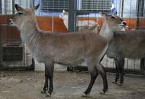 Defassa-Wasserbock (Kobus ellipsiprymnus defassa) am 25.2.2010 im Zoo Berlin.