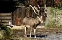 M�nnlicher Davidshirsch oder auch Milu (Elaphurus davidianus) am 25.2.2010 im Zoo Berlin. Dieser Hirsch hat noch sein Geweih, welches aber 2 Wochen sp�ter abges�gt wurde.
	