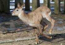 Junger Defassa-Wasserbock (Kobus ellipsiprymnus defassa) bei der Freude ber den Ausgang am 25.2.2010 im Zoo Berlin.