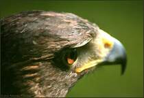 Steinadler - Golden Eagle - Aquila chrysaetos