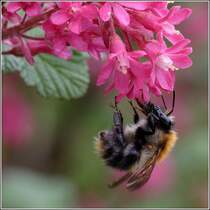 Eine Hummel sucht in den Blten einer Blutjohannisbeere nach Nahrung. 30.04.2006
