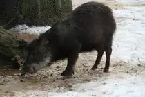 Südliches Weißbartpekari oder auch Südliches Bisamschwein (Tayassu pecari pecari) untersucht im Schnee die Hinterlassenschaften eines Artgenossen. Zoo Berlin am 25.2.2010.
