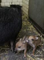 Nachwuchs bei den Sdlichen Weibartpekaris (Tayassu pecari pecari). Zoo Berlin am 25.2.2010.
