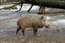 Borneo-Bartschwein (Sus barbatus barbatus) am 25.2.2010 im Zoologischer Garten Berlin.