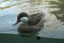Eine Bahamaente (Anas bahamensis) schwimmt im Becken bei den Flusspferden. Zoo Berlin am 25.2.2010.