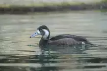 Rotaugenente (Netta erythrophthalma) bei den Flu�pferden am 25.2.2010 im Zoo Berlin.