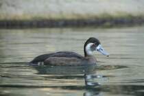 Rotaugenente (Netta erythrophthalma) ist eine aus Afrika und Sdamerika stammende Tauchente. Zoo Berlin am 25.2.2010.
