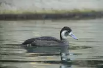 Rotaugenente (Netta erythrophthalma) ist eine aus Afrika und S�damerika stammende Tauchente. Zoo Berlin am 25.2.2010.
