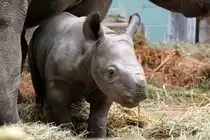Nachwuchs bei den Ostafrikanischen Spitzmaulnash�rnern (Diceros bicornis michaeli) am 25.2.2010 im Zoologischen Garten Berlin.
