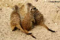 Erdm�nnchen sind in der Republik S�dafrika sowie in den s�dlichsten Teilen Namibias und Botswanas verbreitet. Ihr bevorzugter Lebensraum ist die Savanne, aber sie leben auch in Halbw�sten.