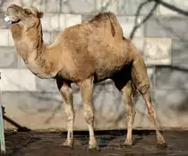 Dromedar (Camelus dromedarius) bei Stretch-�bungen. Zoo Berlin am 25.2.2010.