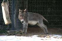 Zwergesel (Equus africanus f. asinus) bei Dehnbungen oder Yoga. Zoo Berlin am 25.2.2010.
