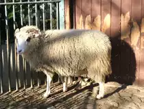 Zweih�rniges Jacobschaf am 25.2.2010 im Zoo Berlin.