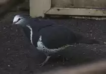 Wongataube (Leucosarcia melanoleuca) am 25.2.2010 im Zoo Berlin.
 
