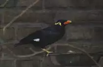 Mittelbeo (Gracula religiosa intermedia) am 25.2.2010 im Zoo Berlin.