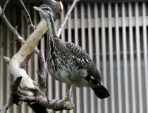 Sonnenralle (Eurypyga helias) am 25.2.2010 im Zoo Berlin.
 
 
