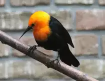 Rotkopfst�rling (Amblyramphus holosericeus) am 25.2.2010 im Zoo Berlin.
