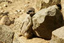 Erdm�nnchen sind sehr kleine Mangusten. 