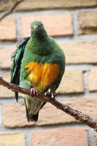 Orangebauch-Fruchttaube (Ptilinopus iozonus humeralis) am 25.2.2010 im Zoo Berlin.
