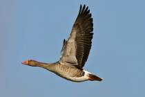 Eine Gans in Manching/23.03.2010