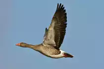 Eine Gans in Manching/23.03.2010