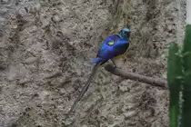 K�nigsglanzstar (Cosmopsarus regius) am 25.2.2010 im Zoo Berlin.