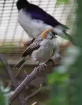 Schuppenk�pfchen (Sporopipes frontalis) am 25.2.2010 im Zoo Berlin.