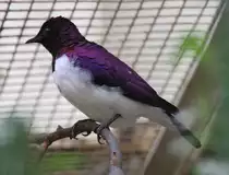 M�nnlicher Amethystglanzstar (Cinnyricinclus leucogaster) am 25.2.2010 im Zoo Berlin.