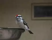 Diademhaarb�rtling (Tricholaema diademata) am 25.2.2010 im Zoo Berlin.