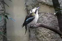 Der J�gerliest oder auch Lachender Hans (Dacelo novaeguineae) ist der Gr��te Eisvogel und kommt aus Australien. Zoo Berlin am 25.2.2010.
