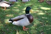 Eine Ente in Fischen.