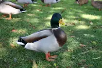 Eine Ente in Fischen.