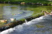 Die Enten auf einem Fluss im Bayrischen Fischen.