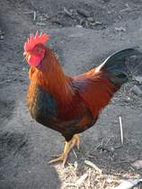 Kleiner Hahn und  Chef  ber 9 Hennen