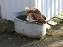 Henne flattert von der Wanne, nachdem sie getrunken hat.