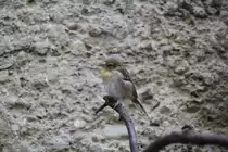 Weiblicher Mosambikgirlitz (S. mozambicus) am 25.2.2010 im Zoo Berlin.